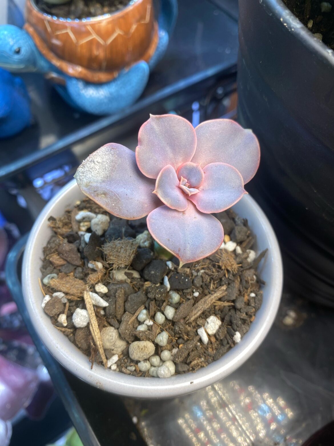 What is this?