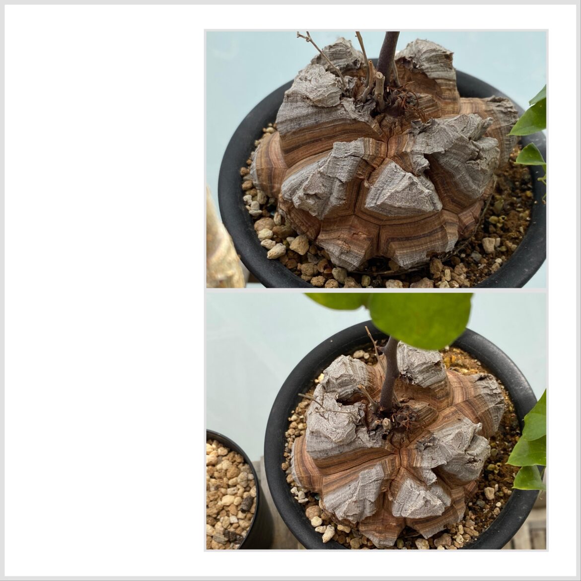 Dioscorea elephantipes has stopped growing its vines by putting out new leaves but it’s fattening so fast and hasn’t yet dropped leaves. I think I have to repot it during its next growth. I still can’t believe it’s related to ube (Dioscorea alata), a cultural crop of my country, the Philippines. Dioscorea elephantipes has stopped growing its vines by putting out new leaves but it’s fattening so fast and hasn’t yet dropped leaves. I think I have to repot it during its next growth. I still can’t believe it’s related to ube (Dioscorea alata), a cultural crop of my country, the Philippines.