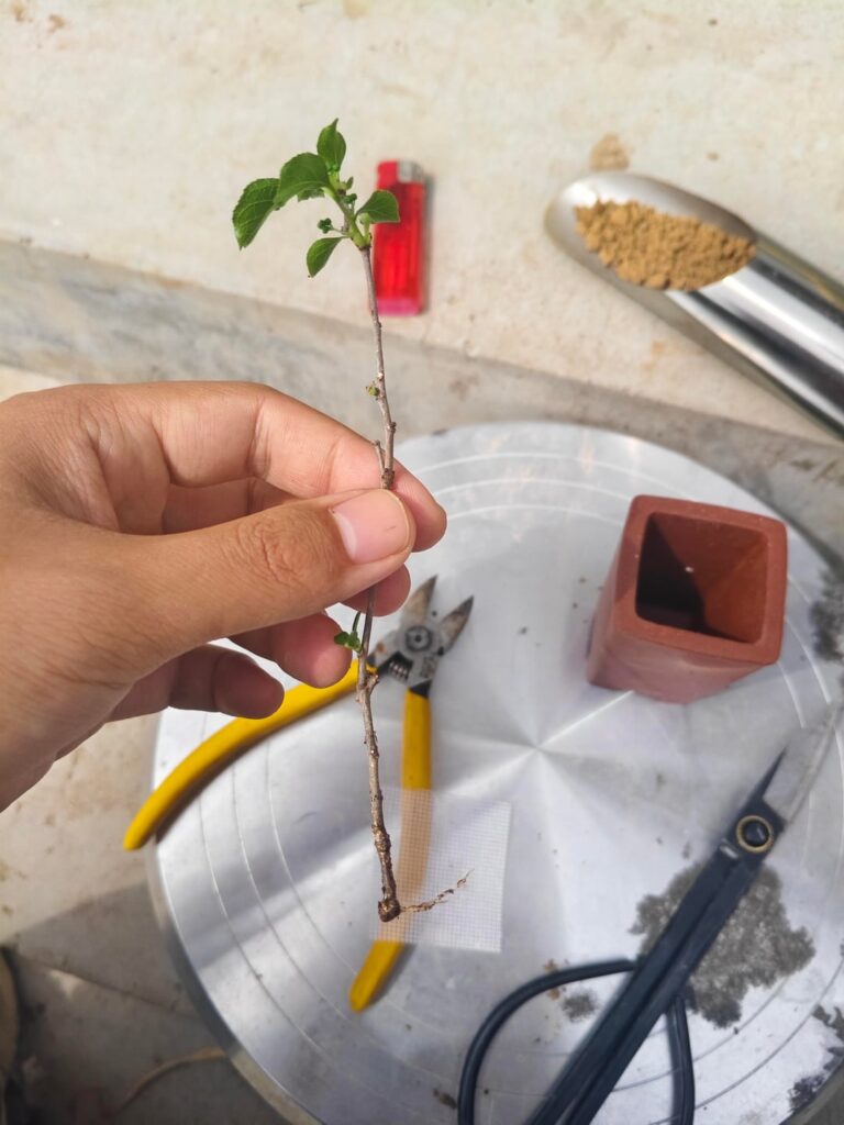 My tiny bonsai (3)