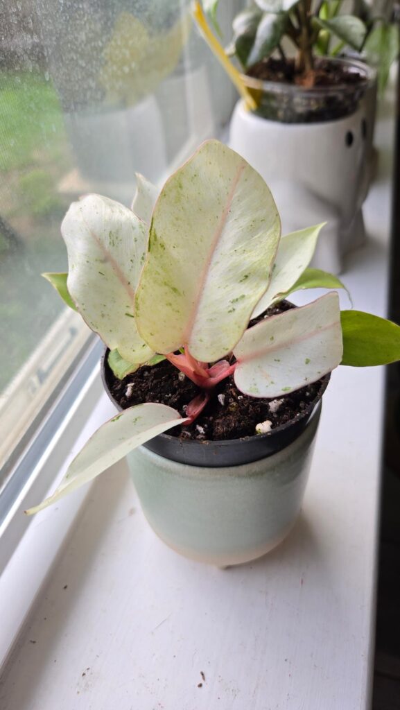 Plant mail! 🌿✨️