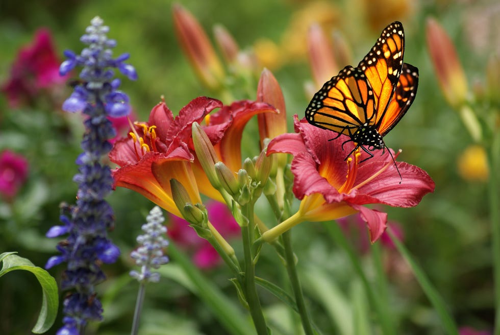 Monarch butterfly with daylily monarch butterfly with daylily
