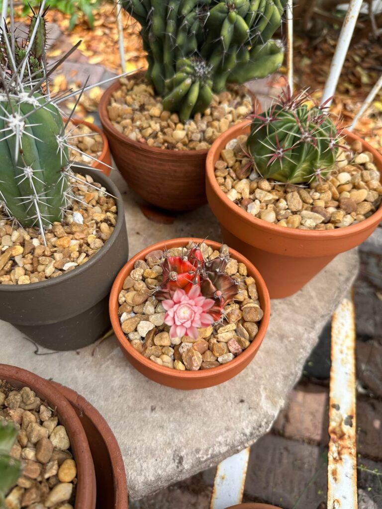 Variegated Moon Cactus In Bloom
