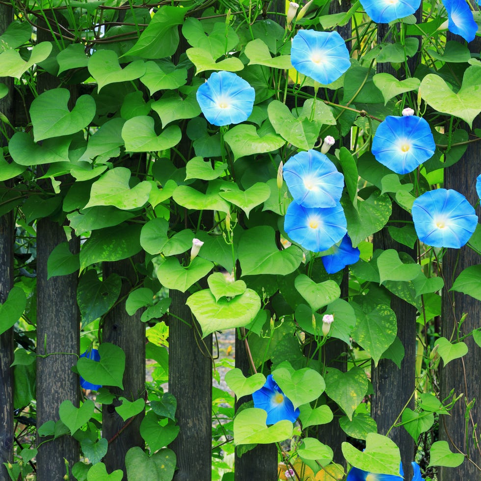 Sky Blue Morning Glories On Fence fence with beautiful blue morning glories