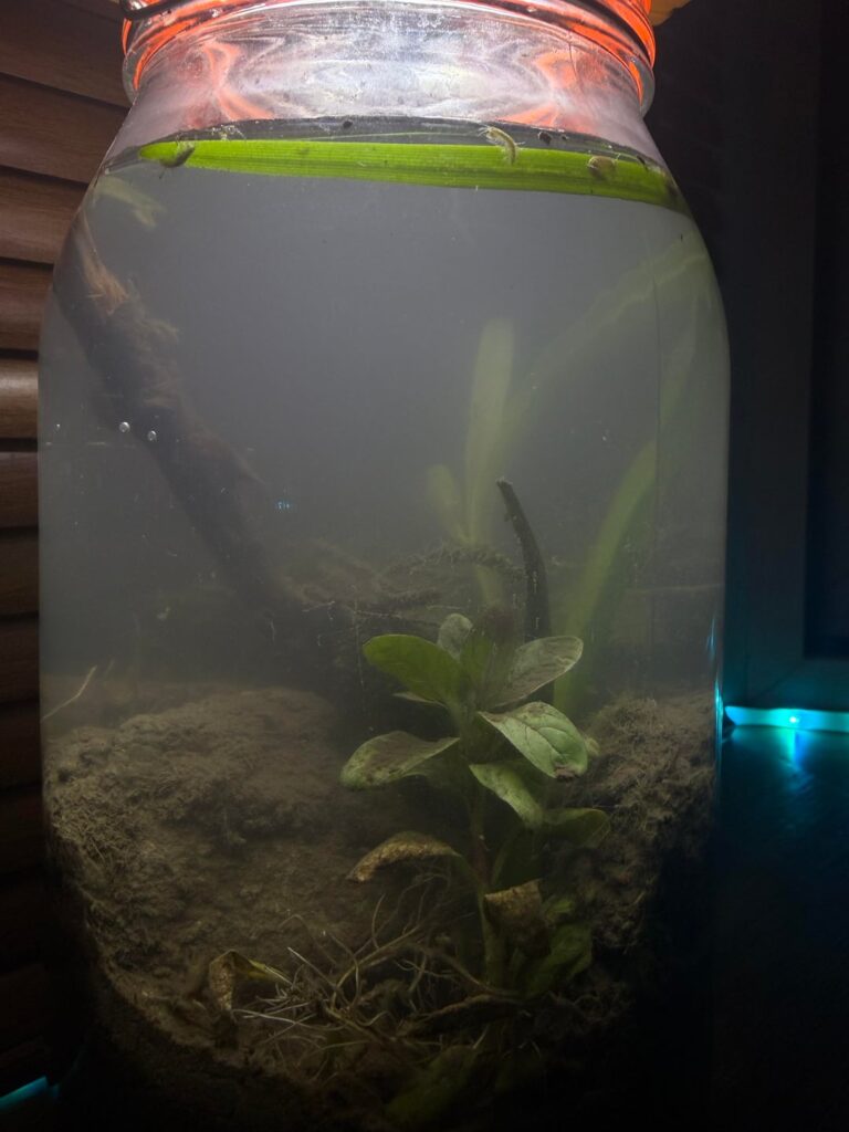First timer, am i doing it right?