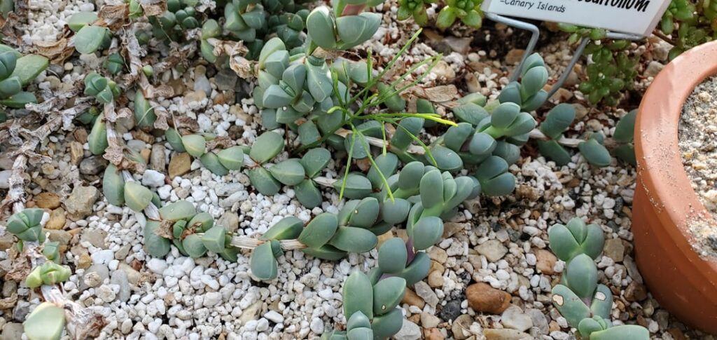 Corpuscularia lehmannii university specimen