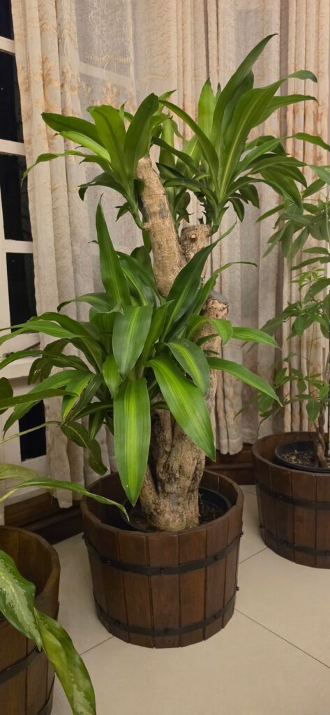 My dear Dracaena