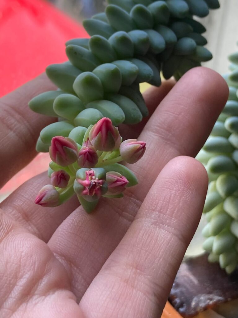 My 10ish year old burros tail is flowering for the first time!