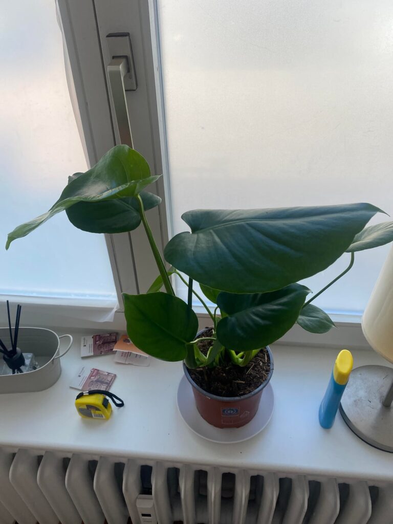 Begginer. I want to take good care of these babies please advise Begginer. I want to take good care of these babies please advise
