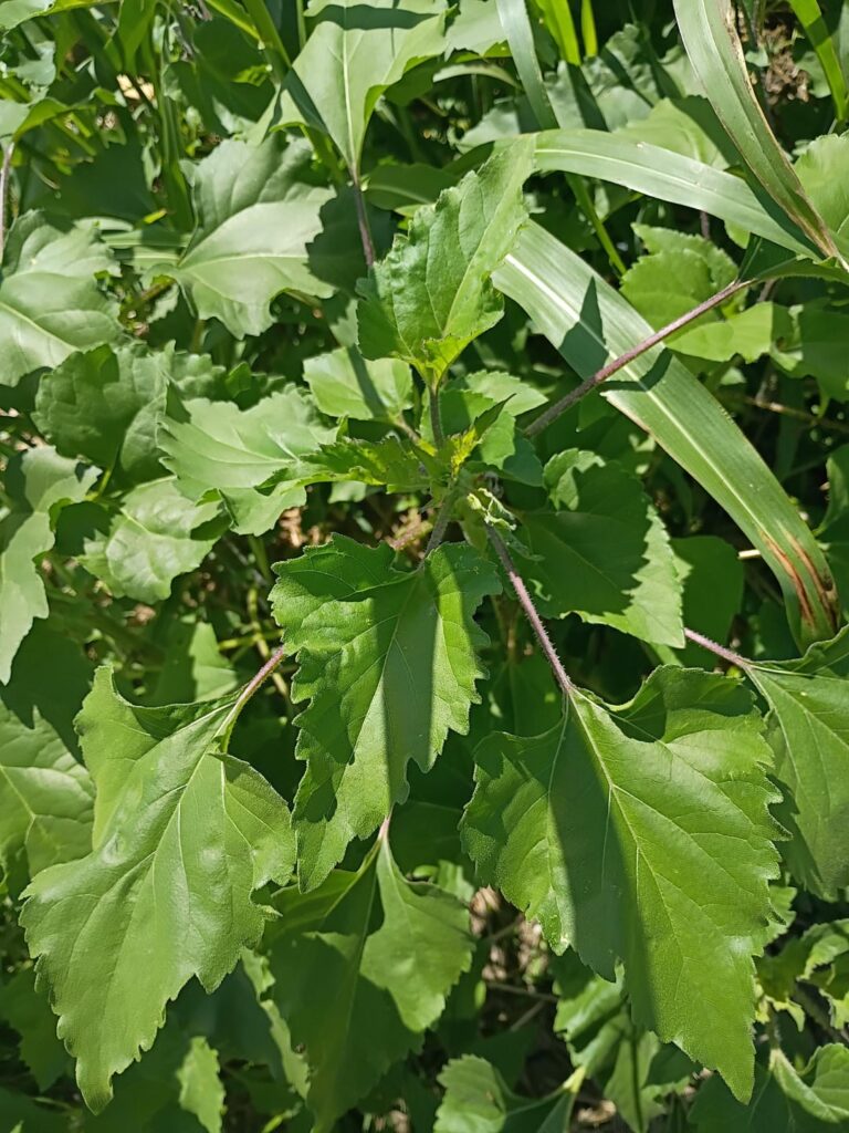 Sunflower, Cocklebur, or third unknownn option?