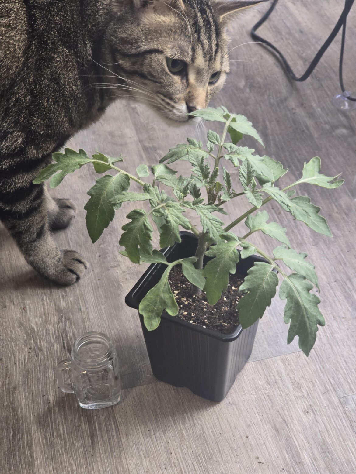 Zebra heirloom tomato 31 days old.