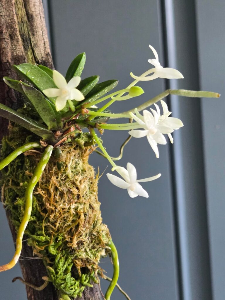 I wish I could attach the scent of Tamakongo