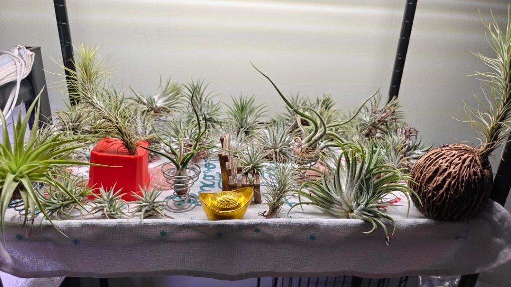 Airplants and seed pod
