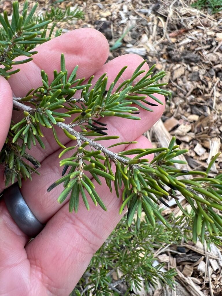 Needle Tips on Mountain Hemlock