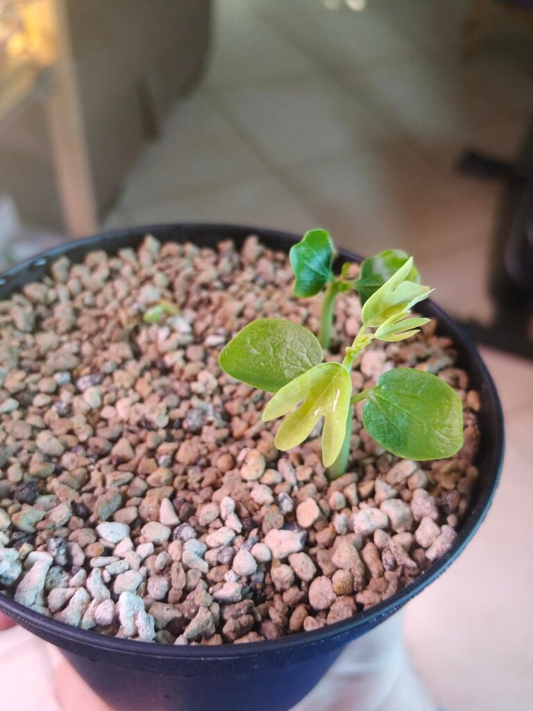 update on the Adenia venenata pot, 3 out of 5 germinated in 2 weeks