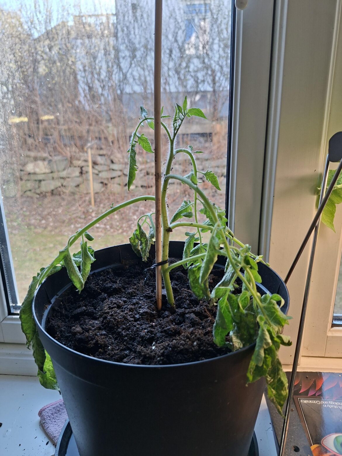 Break in stem, chances of survival?