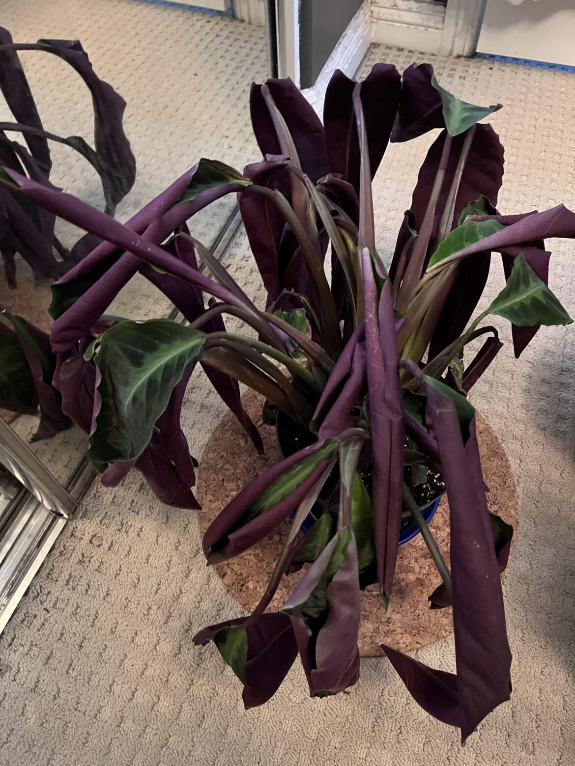 Wilting warscewiczii – is there hope? Wilting warscewiczii - is there hope?