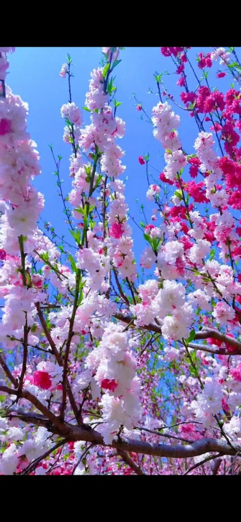 Please ranking the flowers from most to least favorite!
