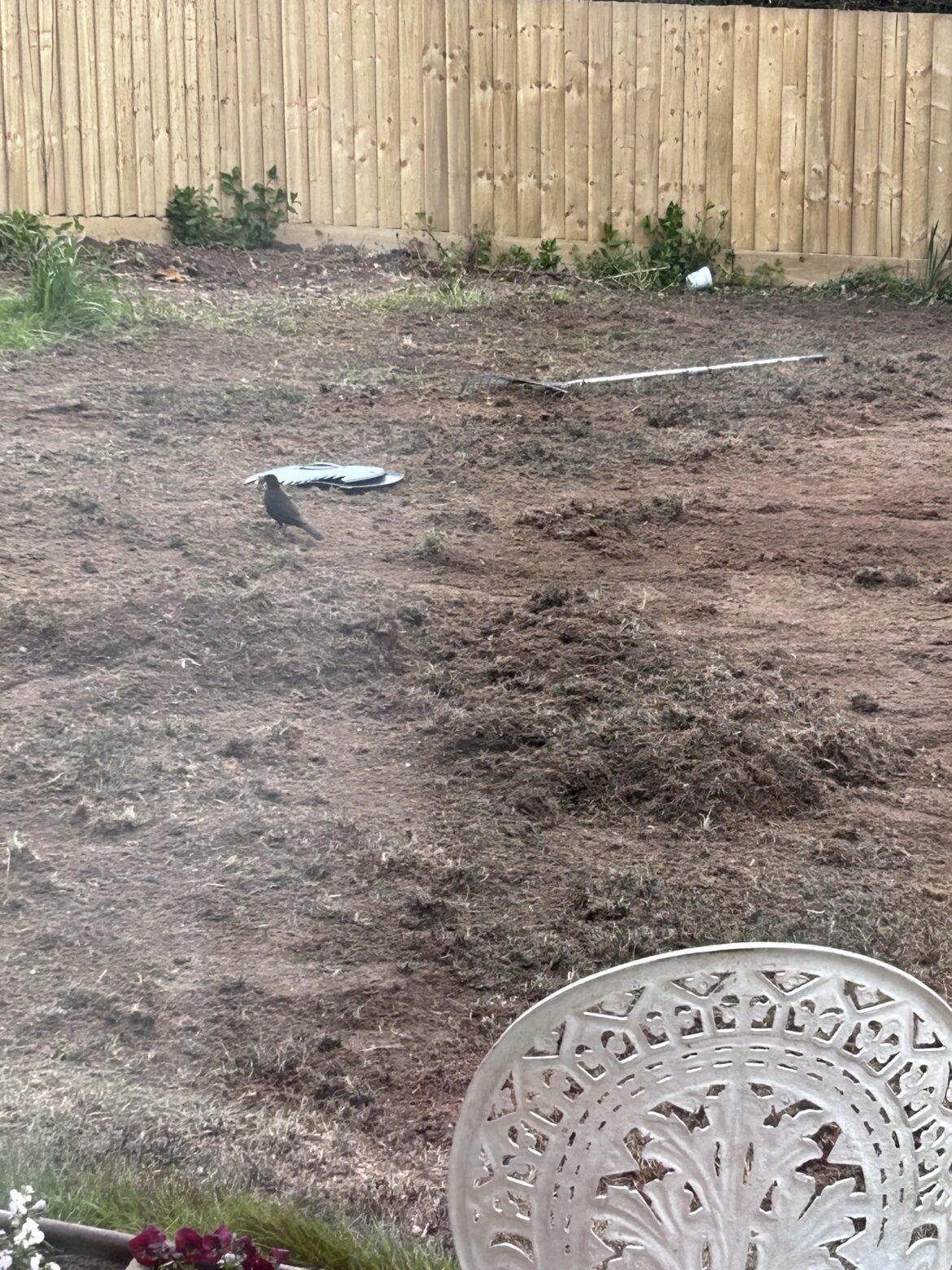 Lawn Renovation UK