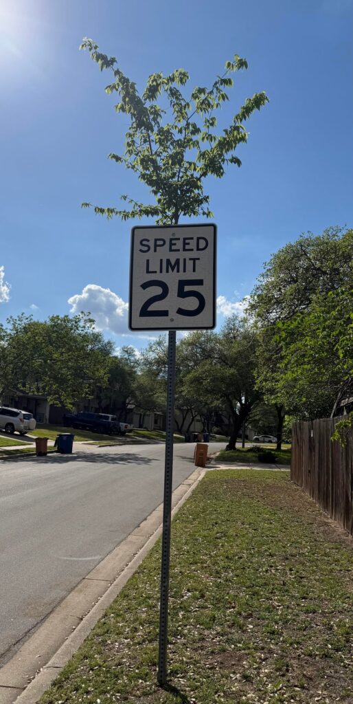 Hackberry Trees don’t give a shit