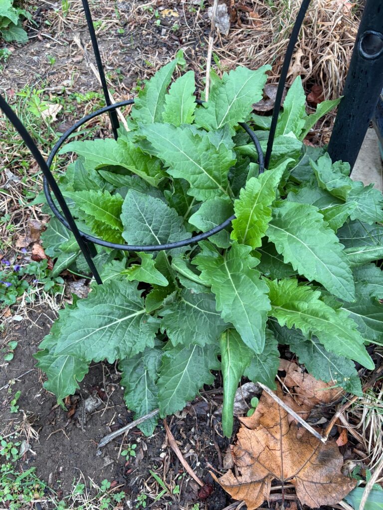 silphium perfoliatum (cup plant) transplanting help silphium perfoliatum (cup plant) transplanting help