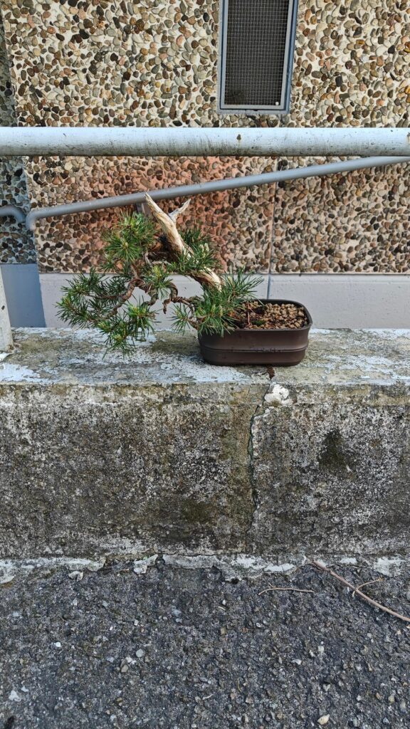 New pot for this scots pine