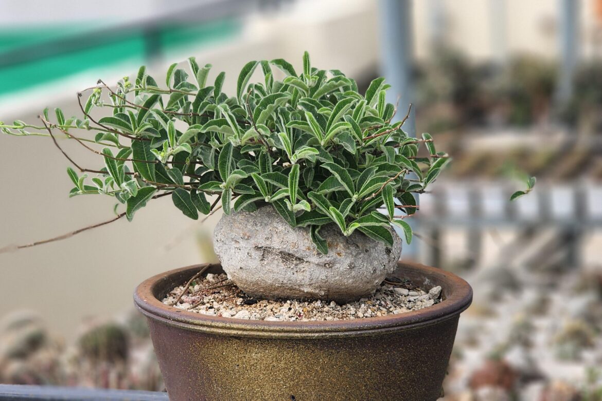 Raphionacme procumbens