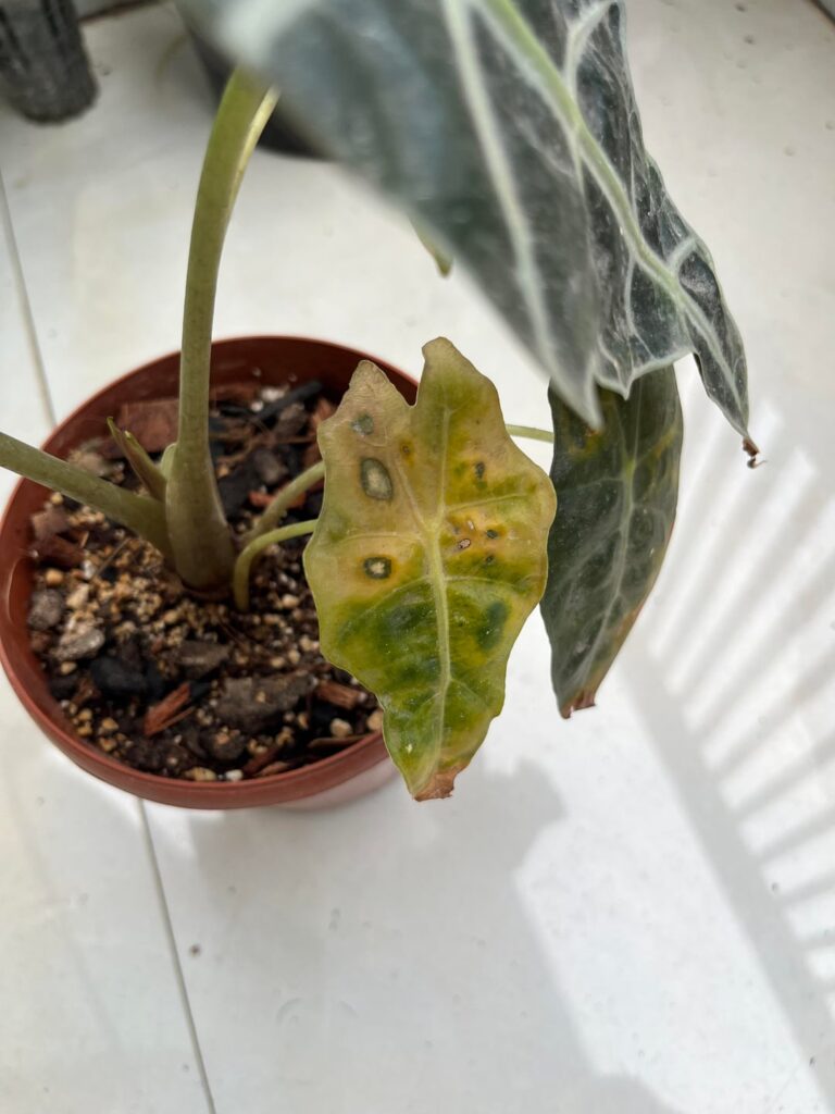 Alocasia leafs are getting yellow and burn kind of marks help!!