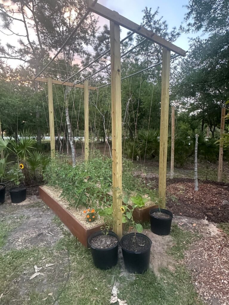 Vertical trellis - 1st crop