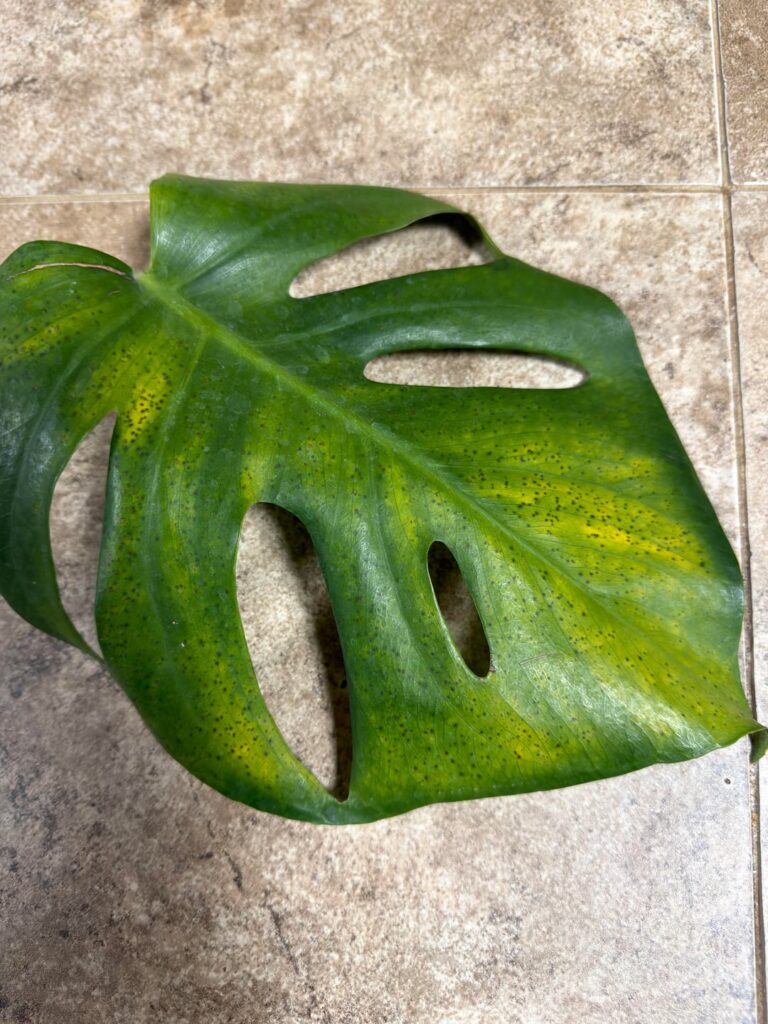 Any idea what is going on with this leaf? Any idea what is going on with this leaf?