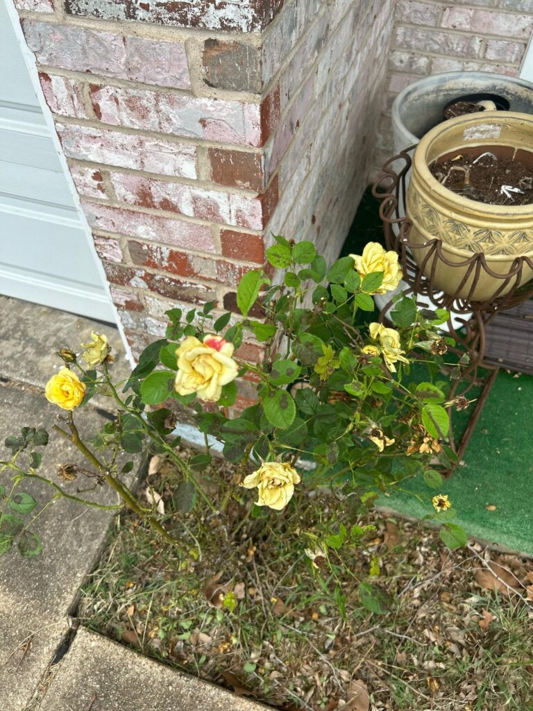 When do I prune and how? When do I prune and how?
