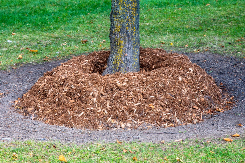 using mulch wrong volcano mulching using mulch wrong volcano mulching