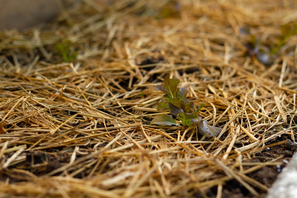 mulching mistakes mulching mistakes