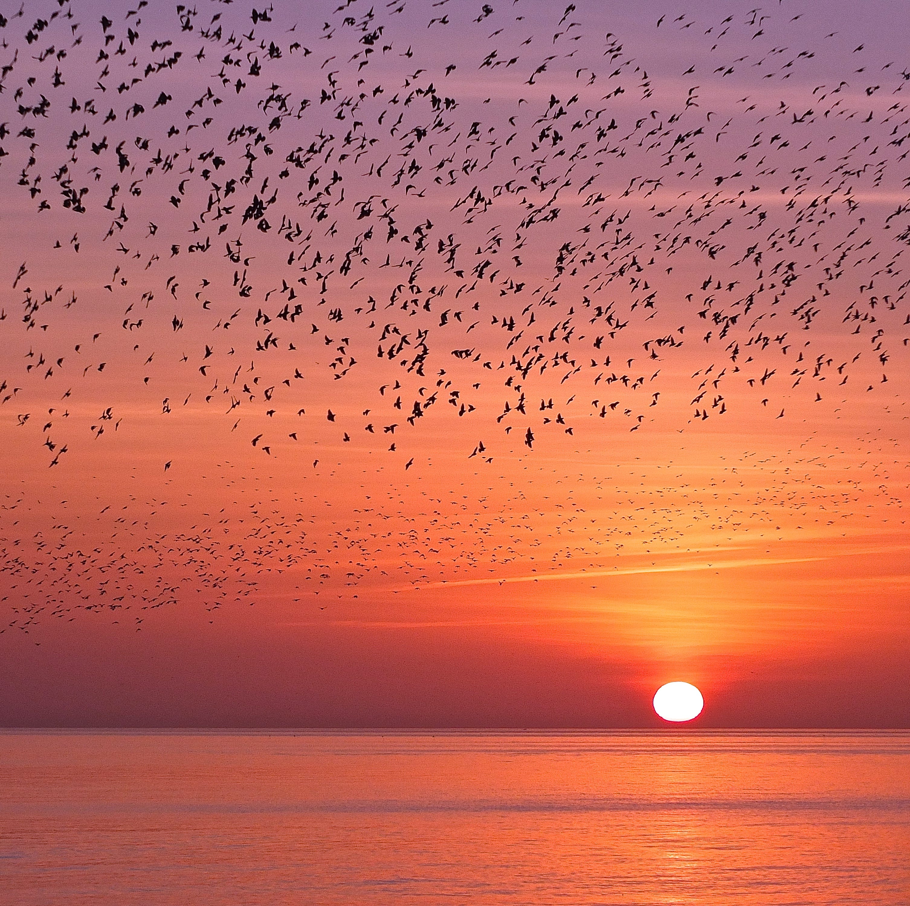 murmaration at sunset