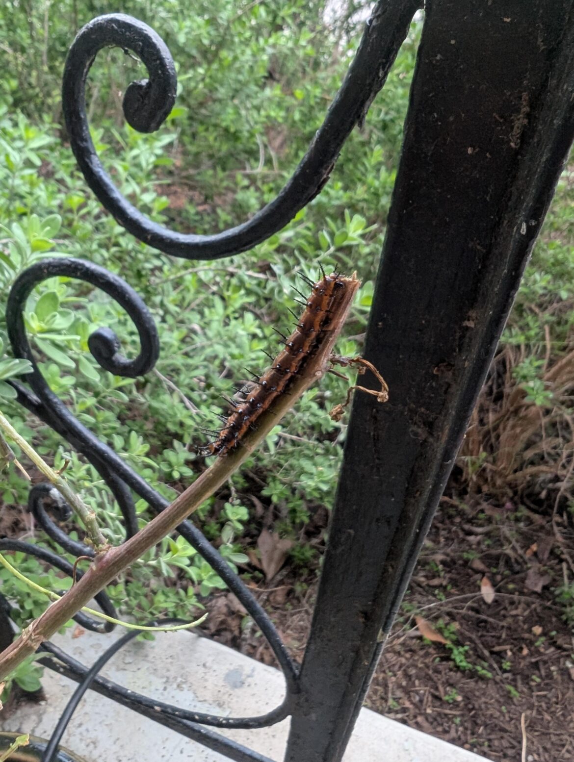 Gulf fritillary caterpillar question Gulf fritillary caterpillar question