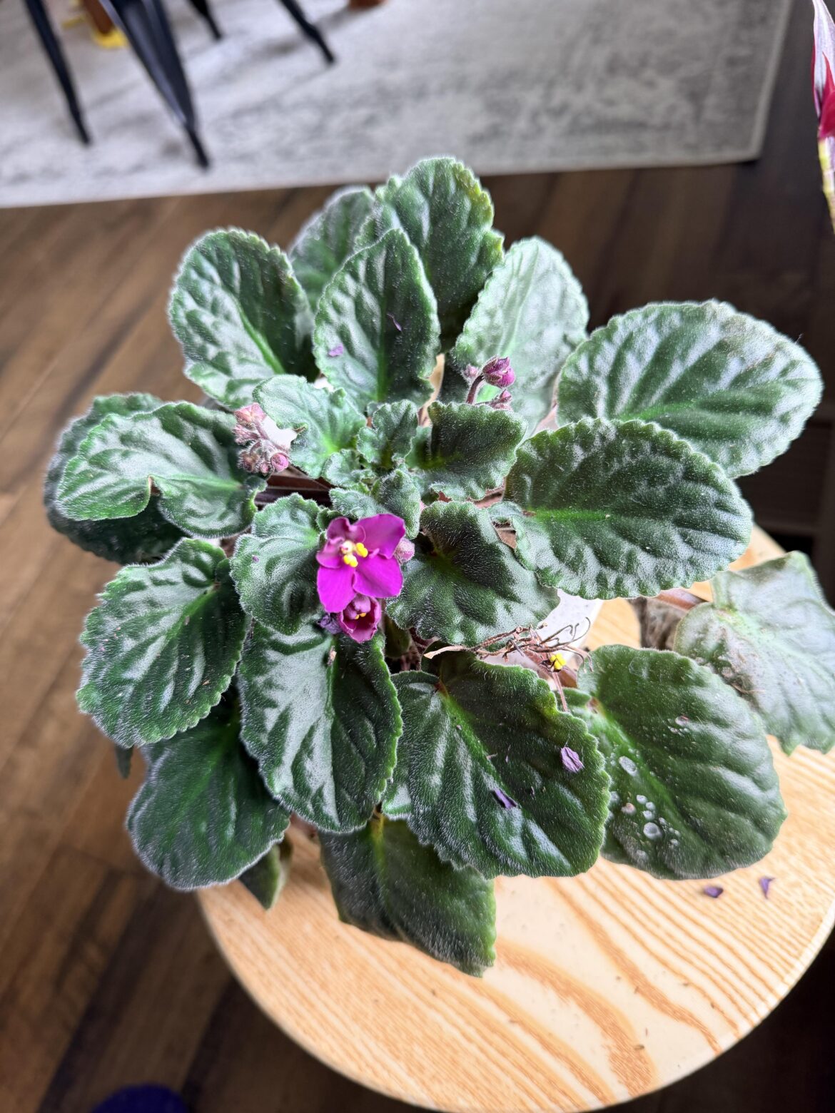 UPDATE: She’s Alive!
