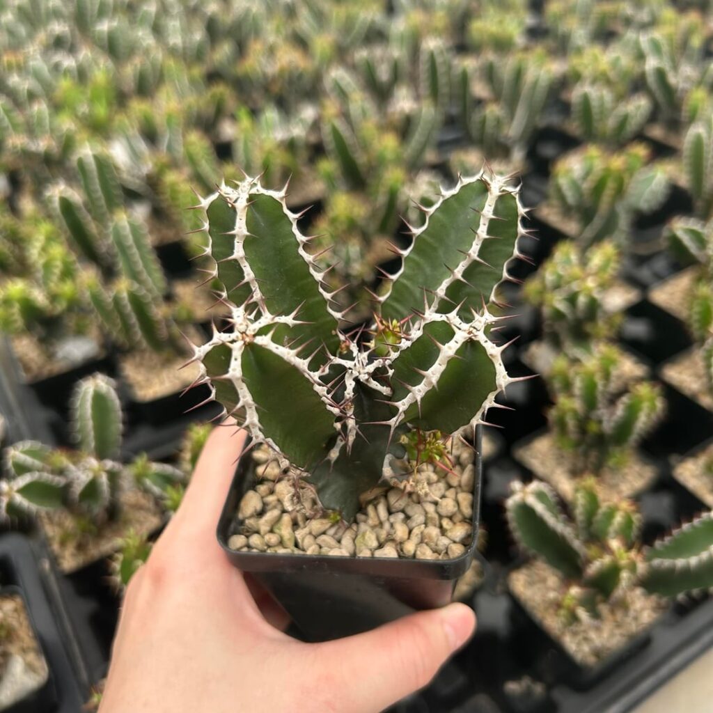 Cute little Euphorbia mlanjeana!