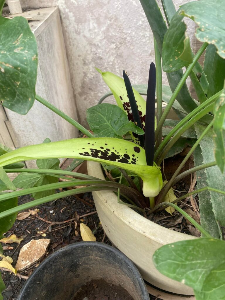 Found this outside I do know it’s toxic or poisonous but what is it Found this outside I do know it’s toxic or poisonous but what is it