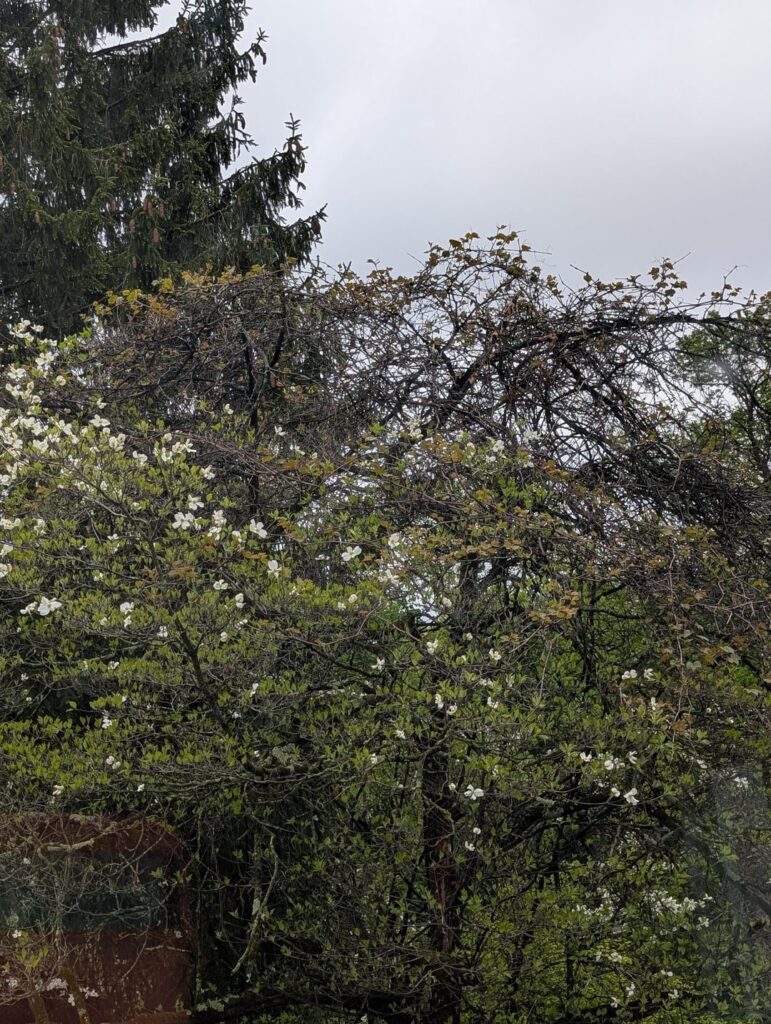 Flowering dogwood looks like it needs some love