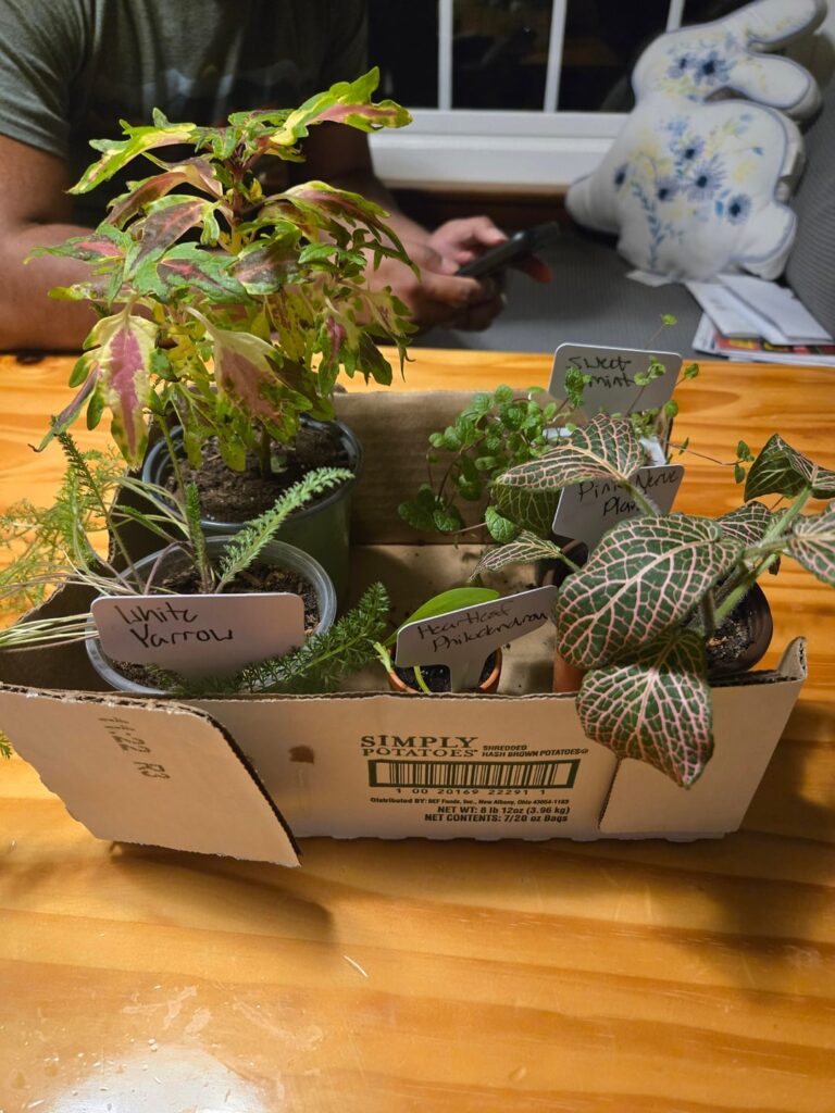 LF Advice on how not to kill my new plants LF Advice on how not to kill my new plants
