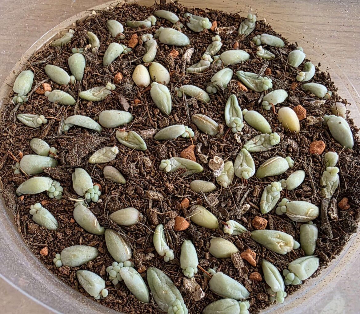 My first Burro's Tail leaf propagation attempt :) seems to have worked - time to move to pots?