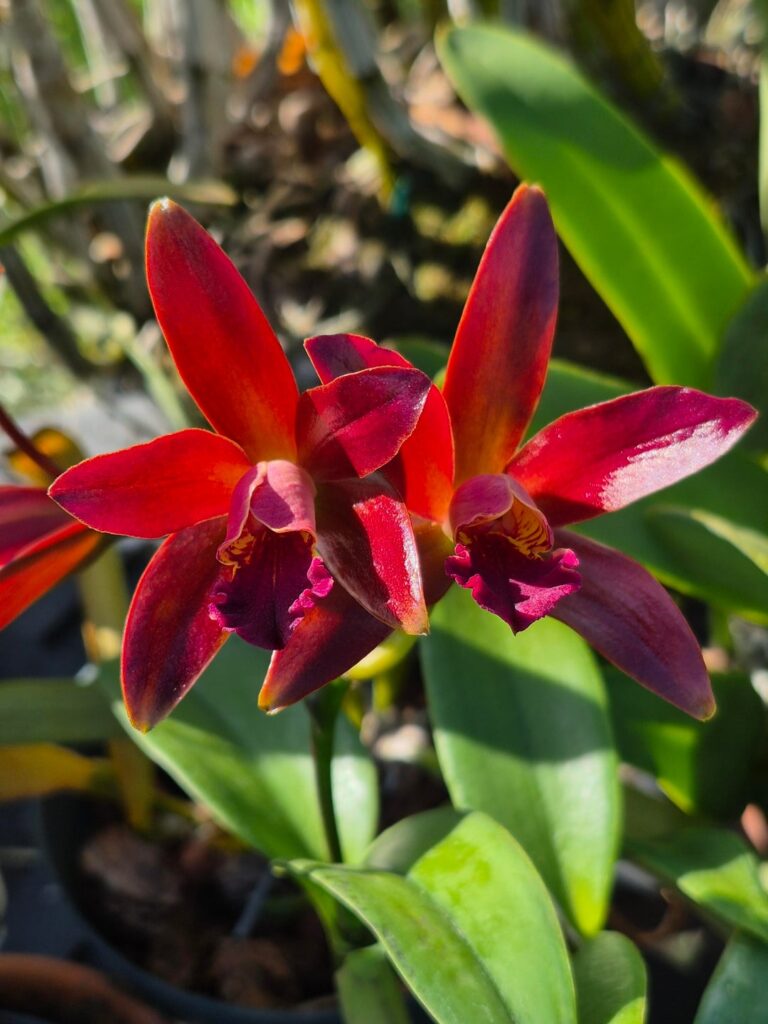Here's what s blooming right now