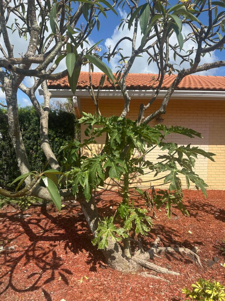 Is this papaya tree that randomly started growing on its own putting the plumeria at risk at all? Like having both but don’t want the papaya to jeopardize the health of the plumeria Is this papaya tree that randomly started growing on its own putting the plumeria at risk at all? Like having both but don’t want the papaya to jeopardize the health of the plumeria
