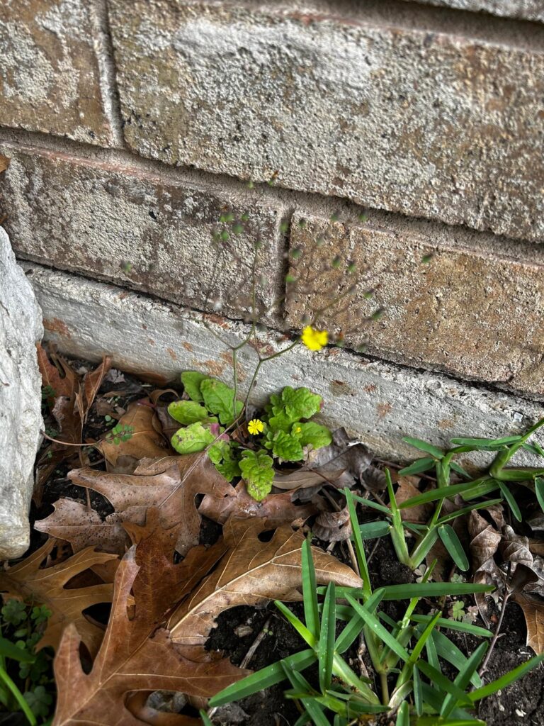 What is this? Looks like a tiny salad with small yellow flowers