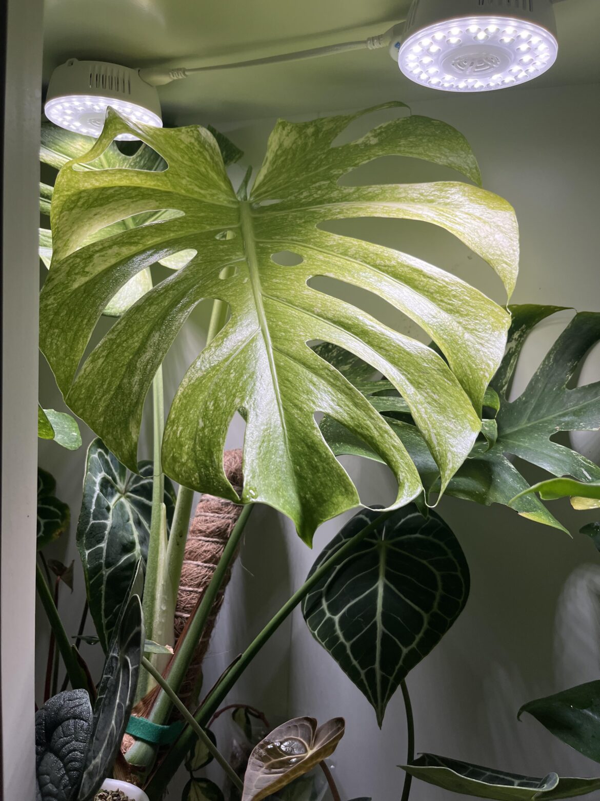 New monstera mint leaf with fenestrations!
