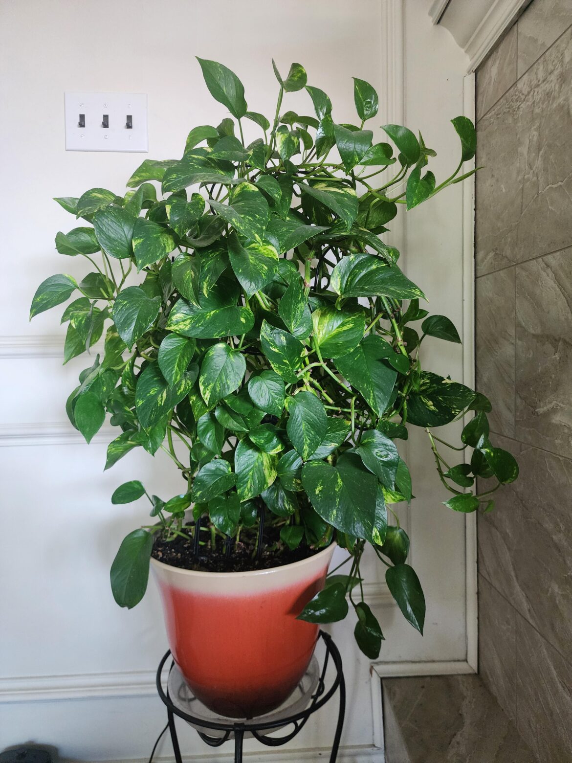 Proud pothos parent