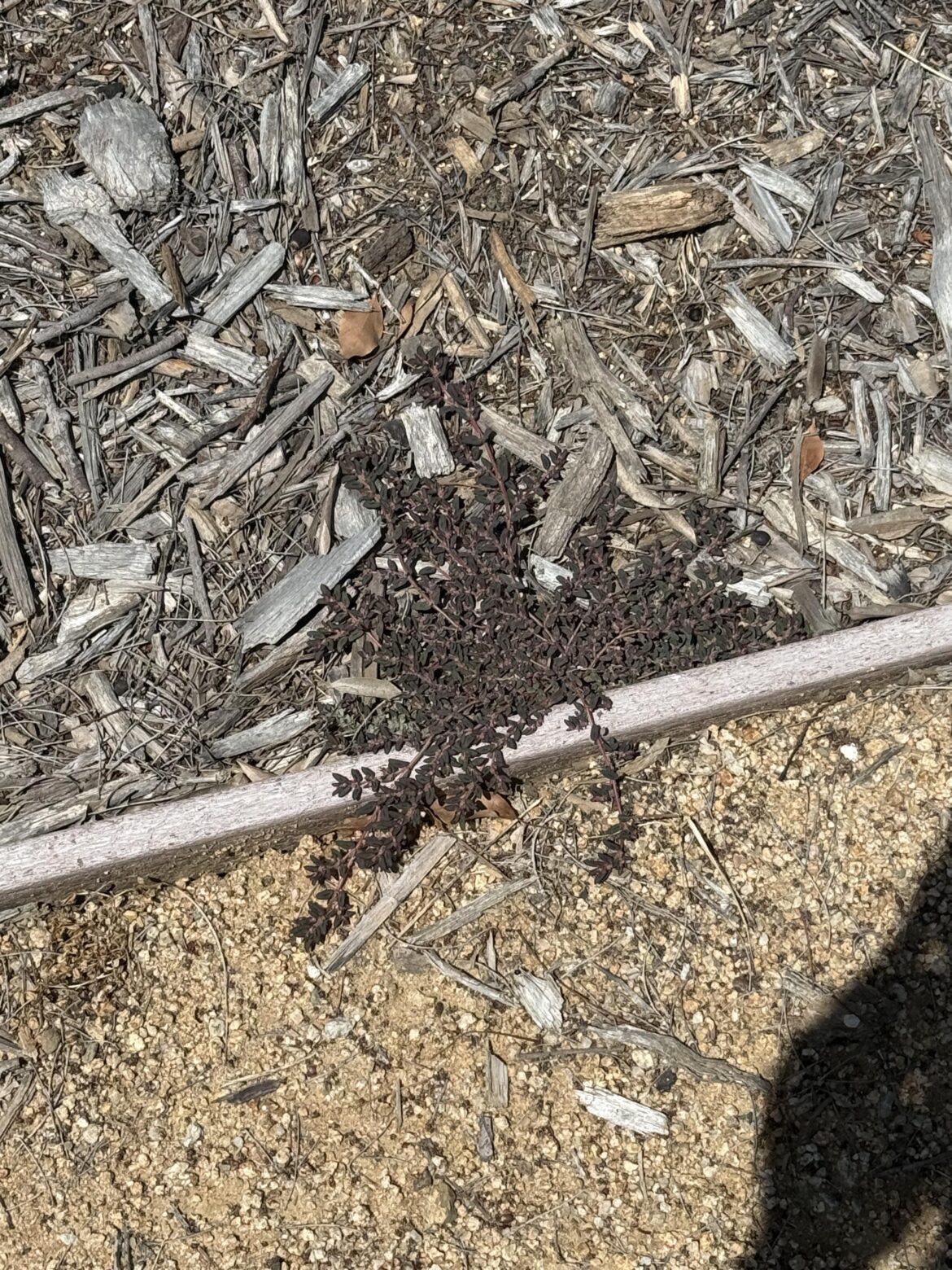 How can I get rid of this cursed thing and prevent it? Front yard is infested with this spawn from hell
