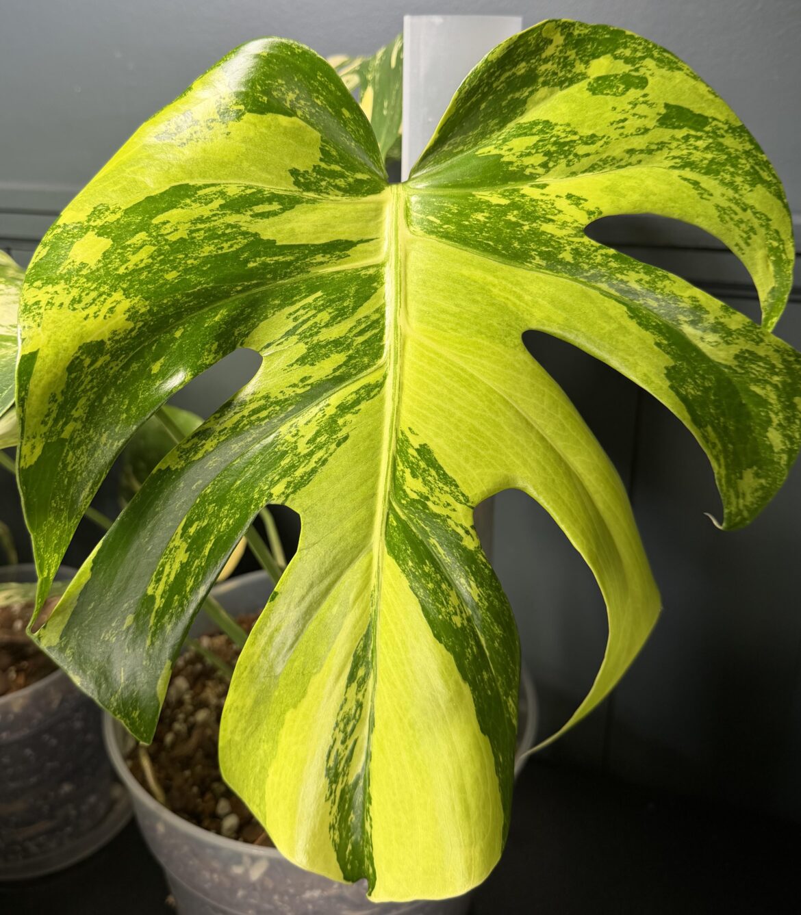 Lemon Pom Pom Monstera