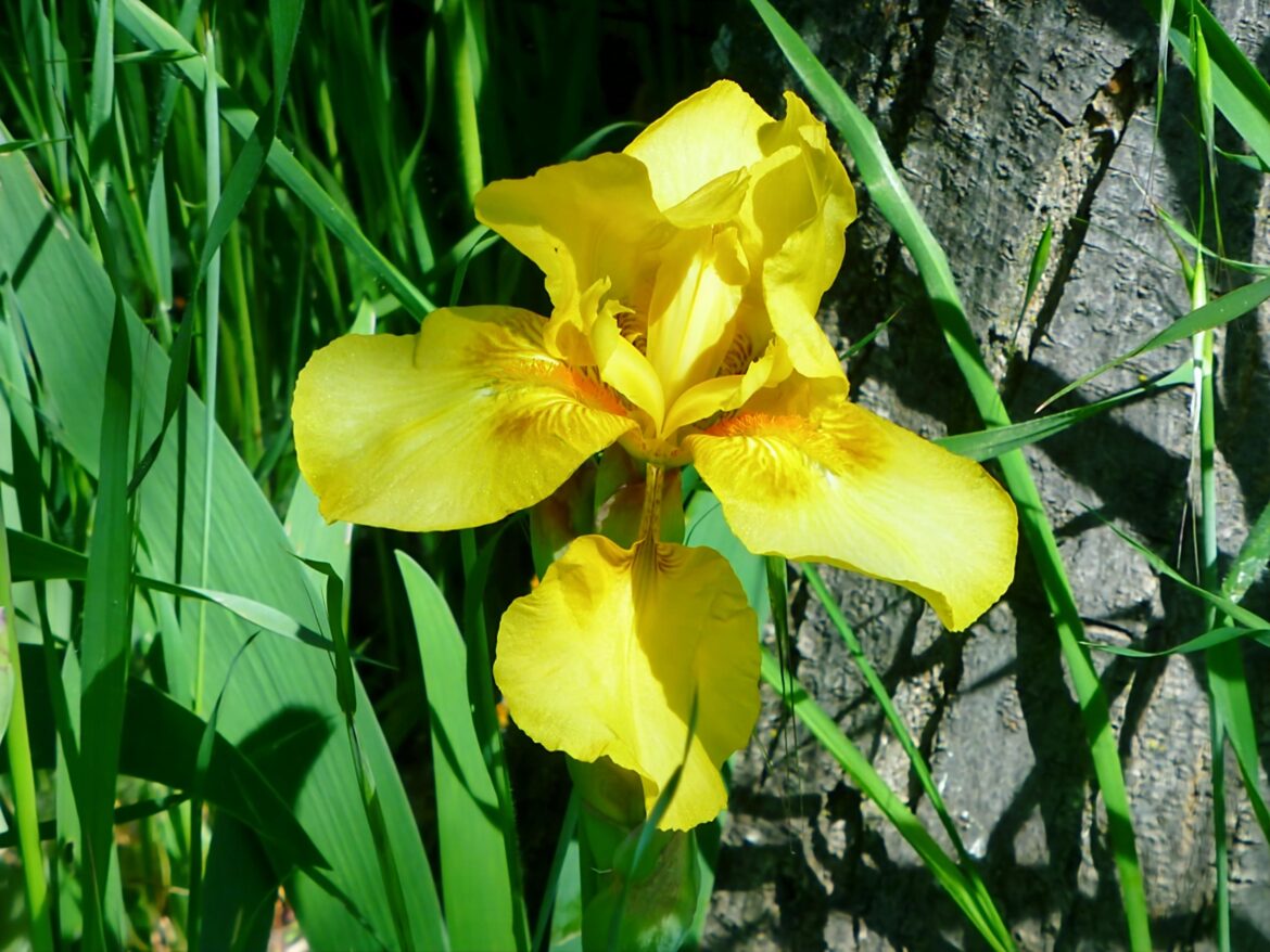 LIRIO AMARILLO (Iris pseudocorus)[OC]