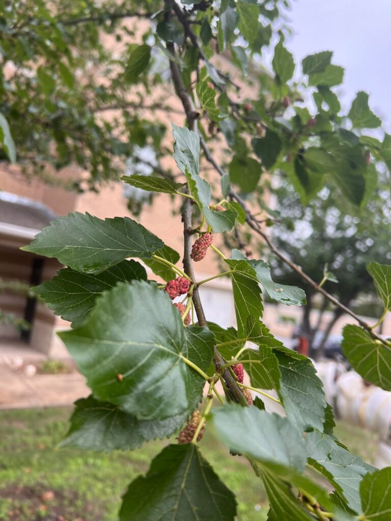 Is this a Mulberry? iNat couldn’t ID. What apps do y’all use?