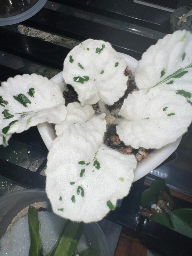 Watermelon Snow is struggling Watermelon Snow is struggling